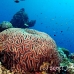 coral_brain_jk_h_0705_png0706.jpg